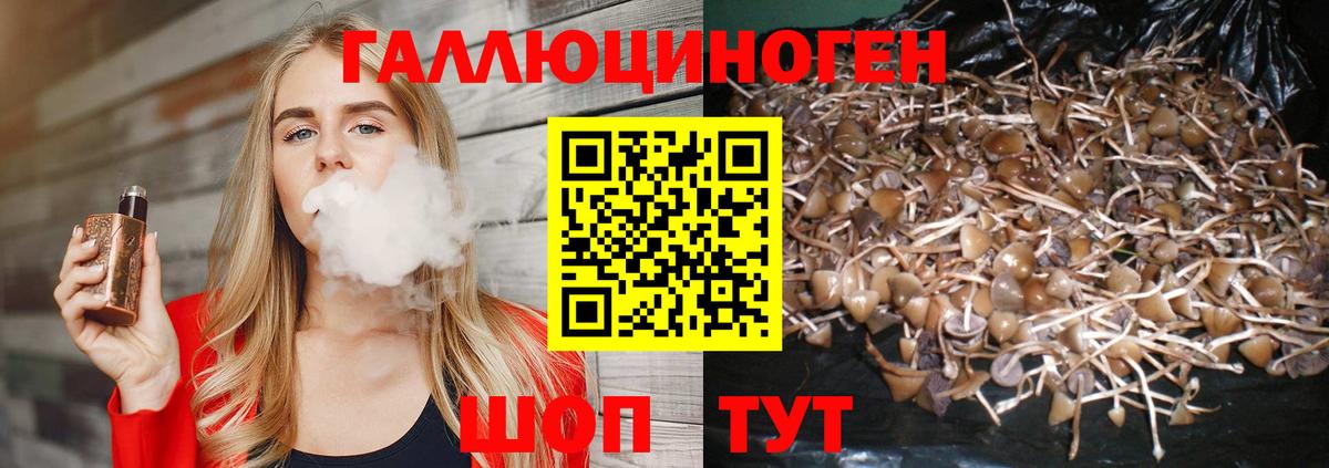 Псилоцибиновые грибы Cubensis Котовск
